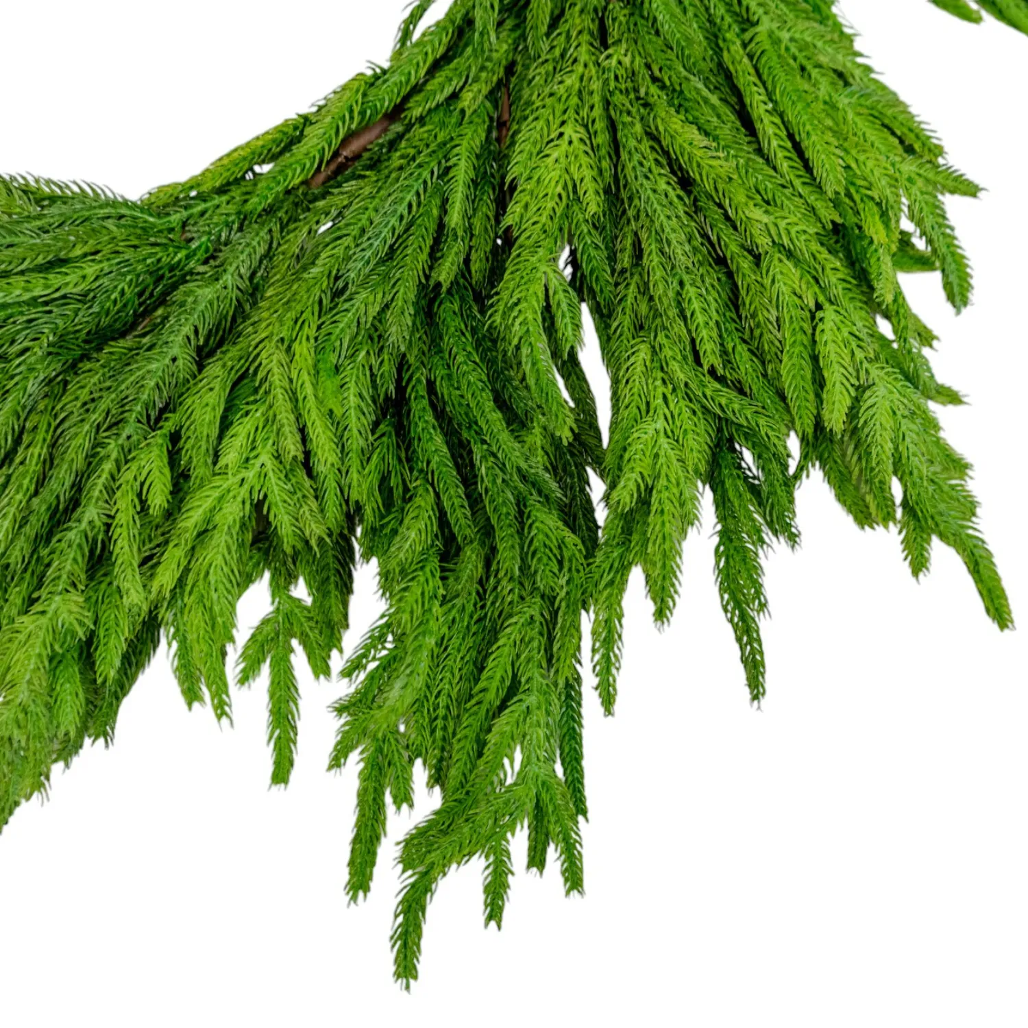 Artificial 77" Fresh Touch Norfolk Pine Garland